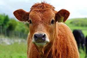 Steel frame buildings for cattle housing