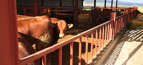 CATTLE HOUSING