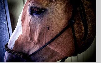 Expertise in equestrian buildings and livery yards.